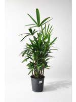 Raphis Excelsa 120cm